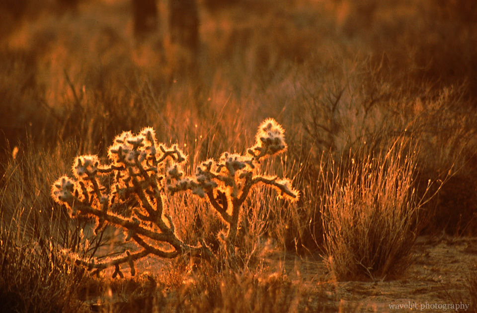 Joshua Tree National Park, California