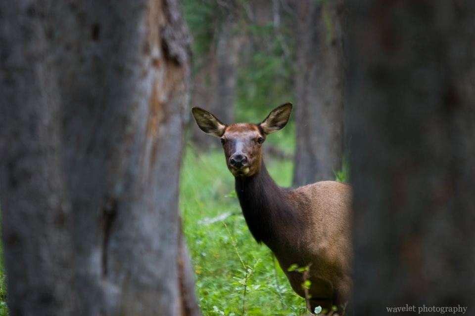 A female elk near Banff town
