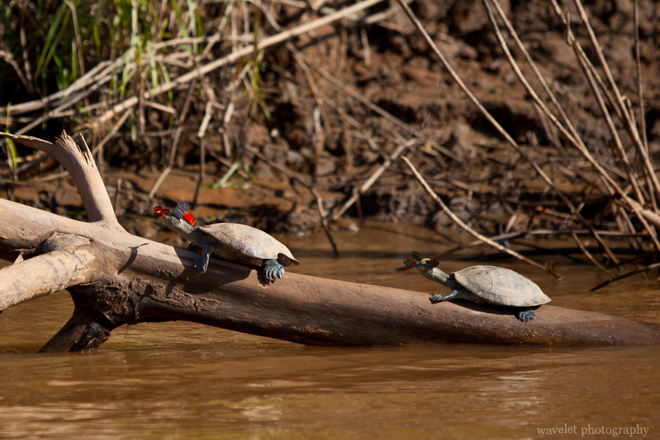 Butterflies drink turtles’ tear for minerals, the Tambopata River
