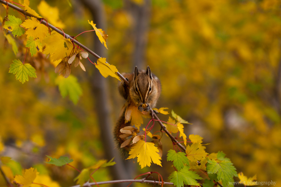 A chipmunk at Alluvial Fan trail, Rocky Mountain National Park