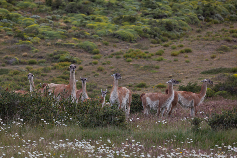 Guanacos, Torres del Paine National Park