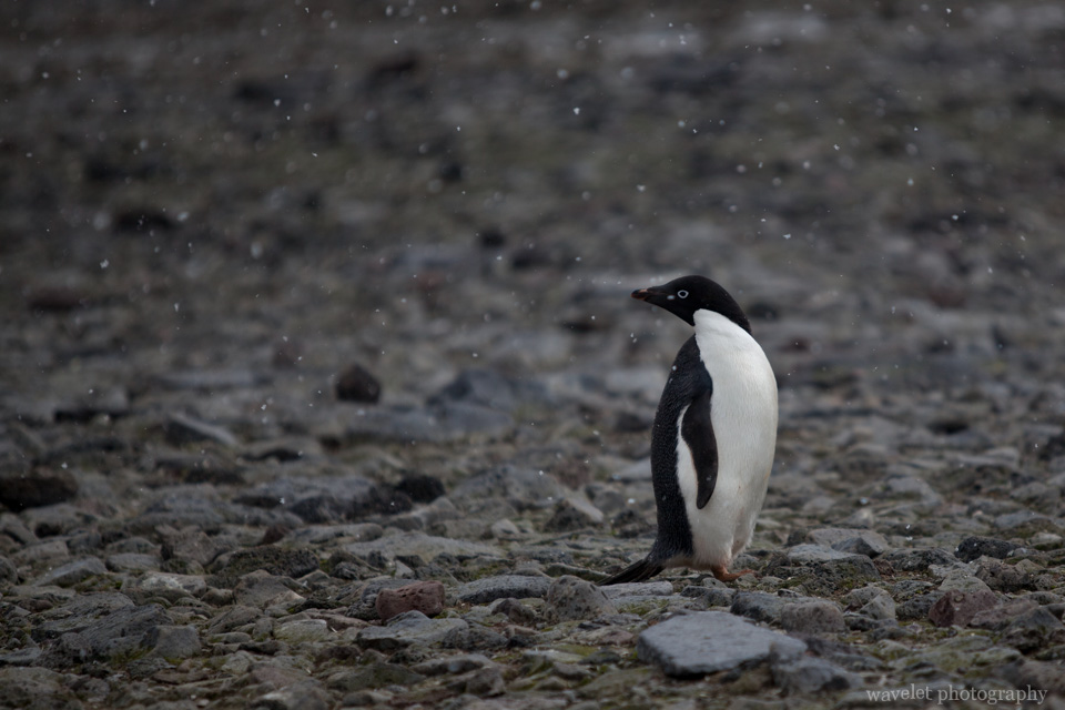 Adélie penguins, Paulet Island.