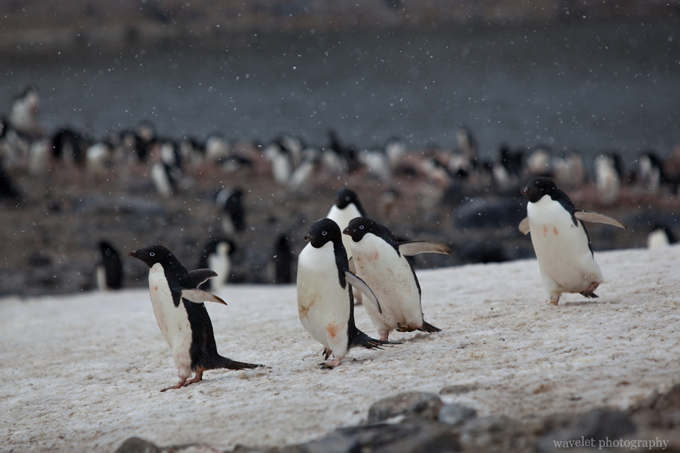 Adélie penguins, Paulet Island.