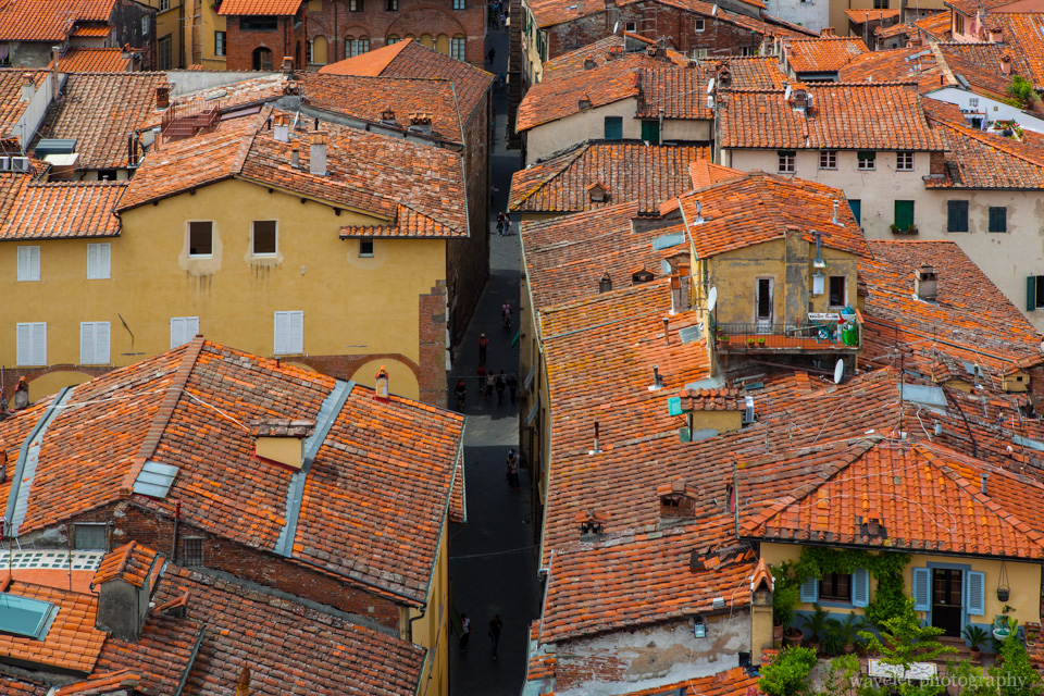 Overlook Lucca city from the top of Guinigi Tower