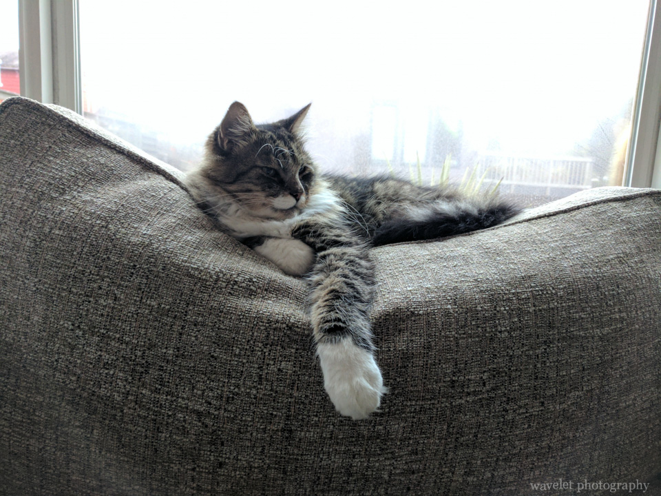Leo, a lovely cat of the Airbnb host